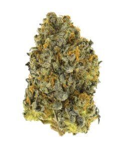 buy rainbow dragons fire f1 online