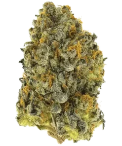 Buy Northern Lime Lights weed