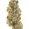 Buy Orange Bud Online