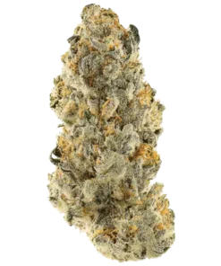 Buy Orange Bud Online