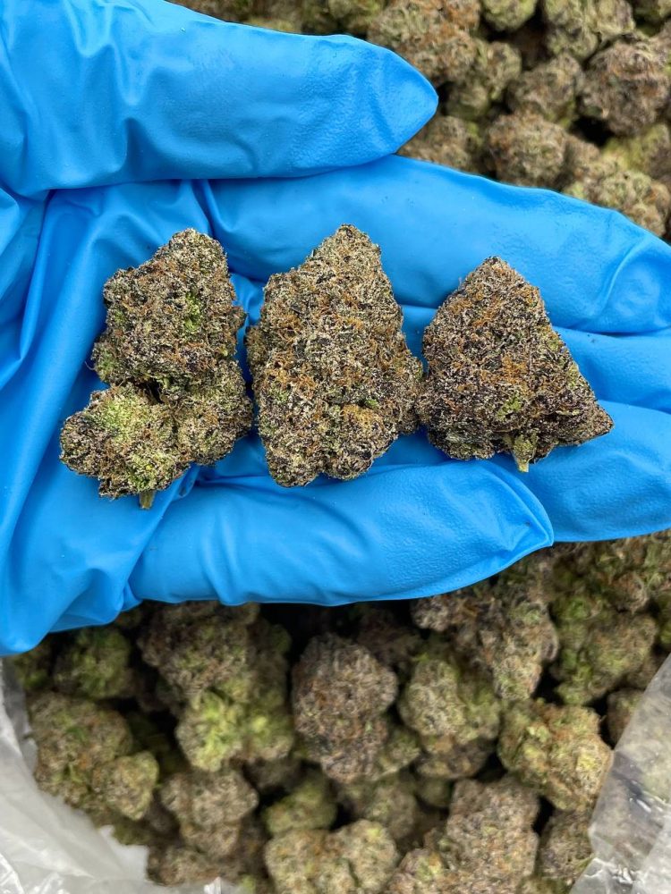 Bruce Banner #3 premium botanical