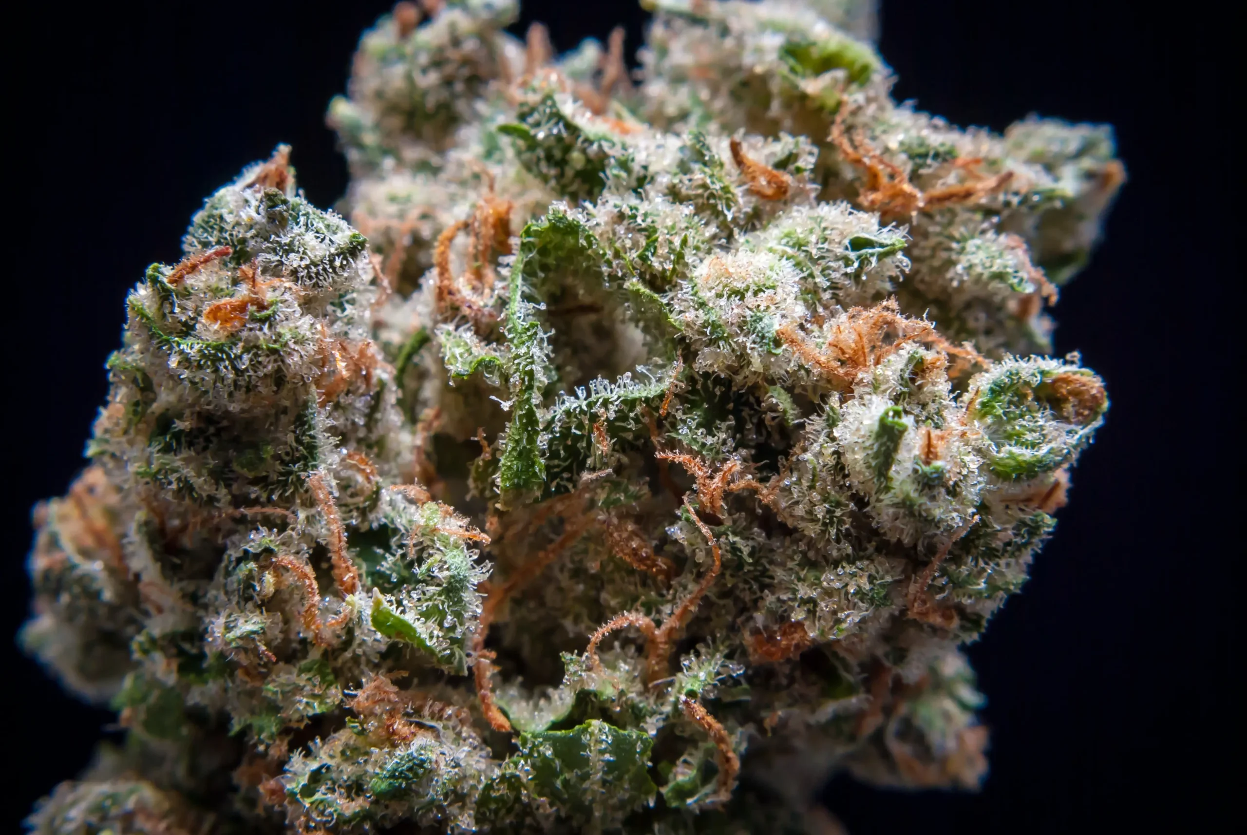 Jack Herer - Image 4