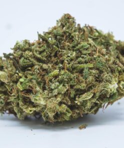 order rainbow dragons fire f1 online